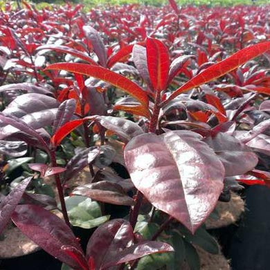Rhododendron Mosers Maroon Hybrid