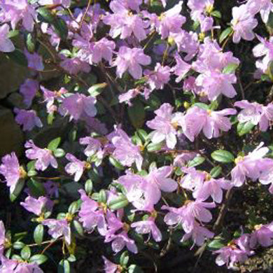 Rhododendron Dwarf Praecox Evergreen