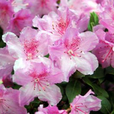 Rhododendron Dwarf Widgeon Evergreen
