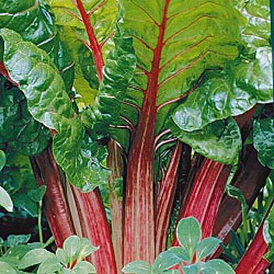 Rhubarb Timperley Early Rhubarb Pot Grown