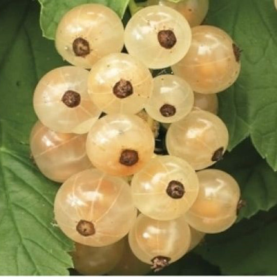 Ribes rubrum White Currants Versailles Currant Pot Grown