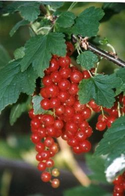 Red Currant Jonkheer Van Tet Red Currants Pot Grown