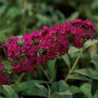 Buddleja Royal Red Butterfly Bush