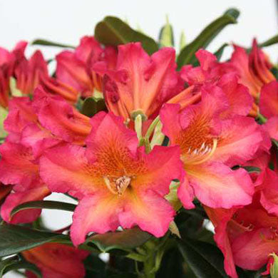 Rhododendron Scyphocalix Hardy Hybrid