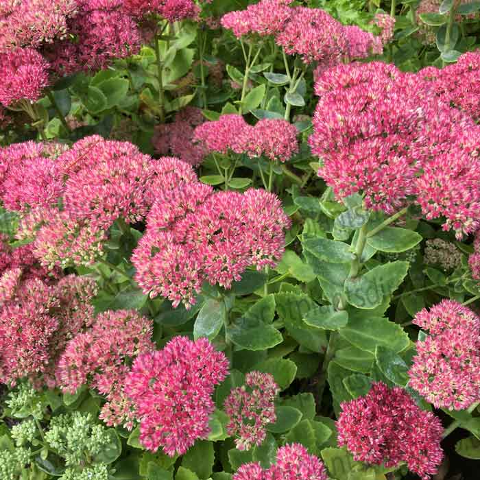 Sedum telephium Autumn Joy