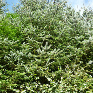 Bareroot  Picea sitchensis Sitka Spruce Pine 30-50cm