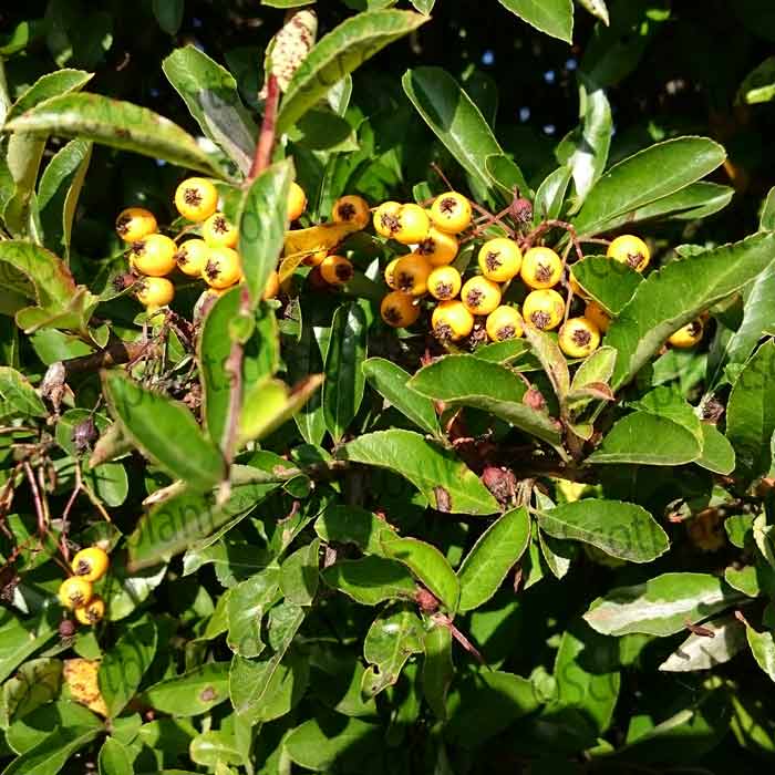 90/120cm Pyracantha Pot Grown Soleil d'Or Hedge Yellow Berry