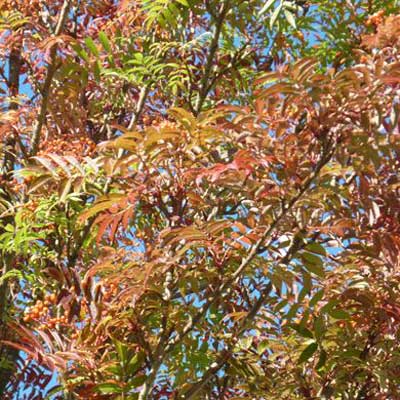Sorbus commixta - Japanese Mountain Ash Tree