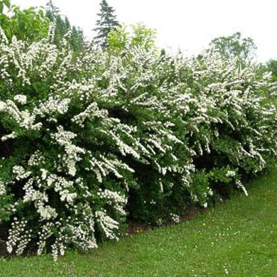 Spiraea nipponica Snowmound
