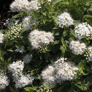 Spiraea Albiflora Pot Grown