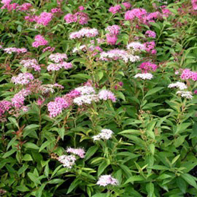 Spiraea Shirobana Pot Grown