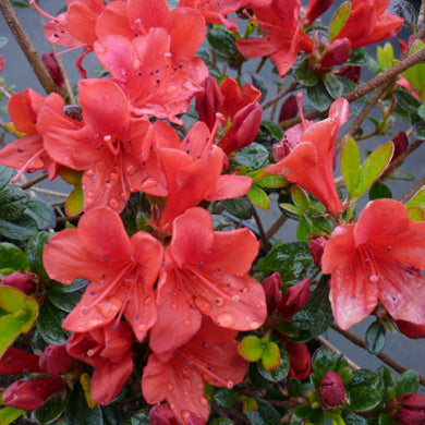Azalea Squirrel Evergreen