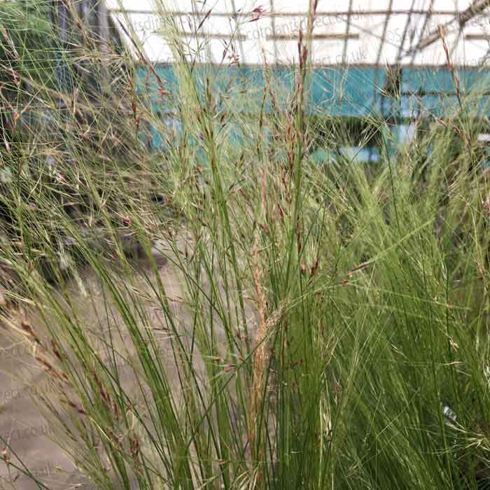 Ornamental Grass Stipa tenussima