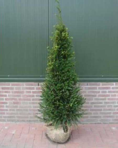 English Yew 120/150cm Root Ball (Taxus baccata)