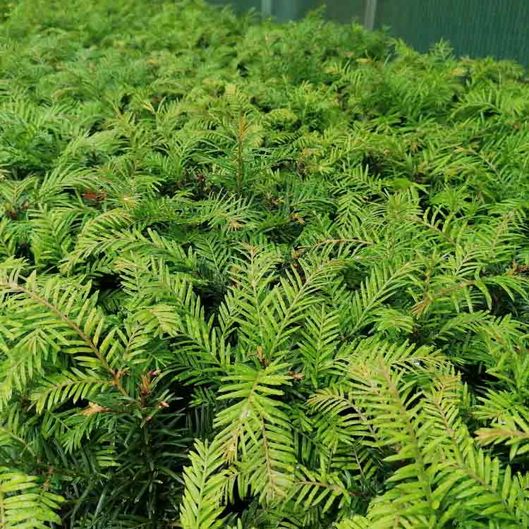 120/150cm Pot Grown Taxus Baccata English Native Yew Hedge
