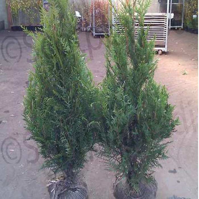 Western Red Cedar 120/150cm Root Ball (Thuja plicata)