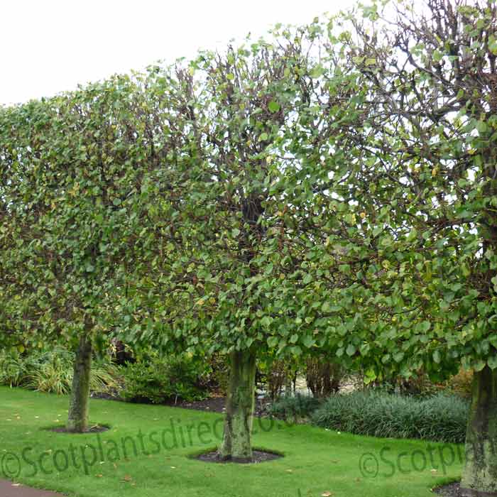 Tilia Cordata Lime Bareroot Tree 5-6ft