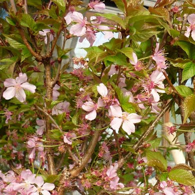 Pot Grown Prunus nipponica Ruby Dwarf Flowering Japanese Cherry Tree