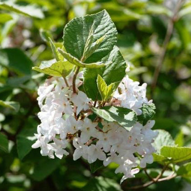 Viburnum opulus Compactum