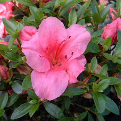 Azalea Vida Brown Evergreen