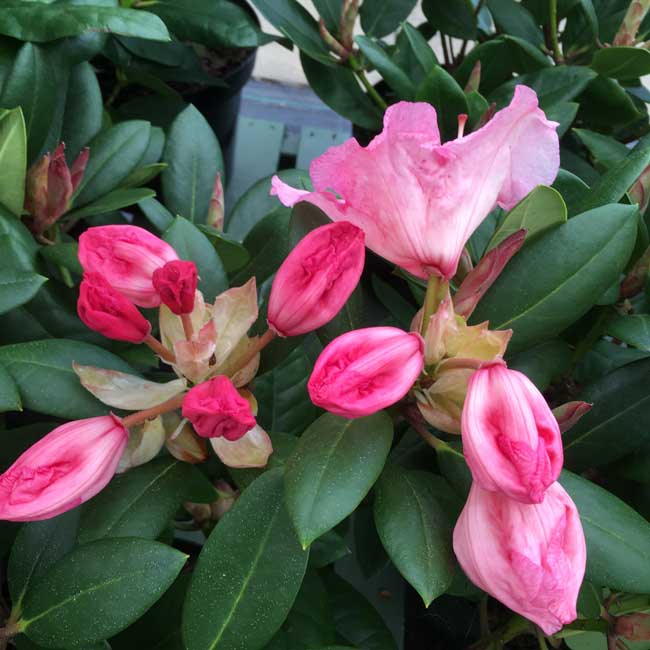 Rhododendron Virginia Richards Hardy Hybrid