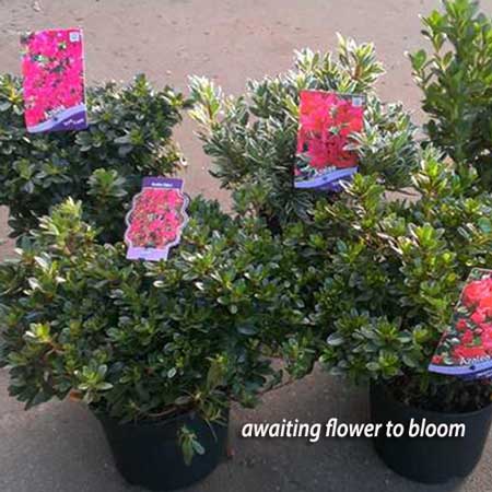Azalea Jolie Madam Rhododendron