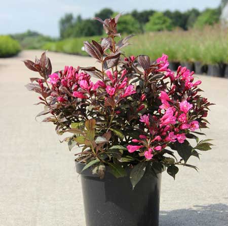 Weigela florida Minor Black