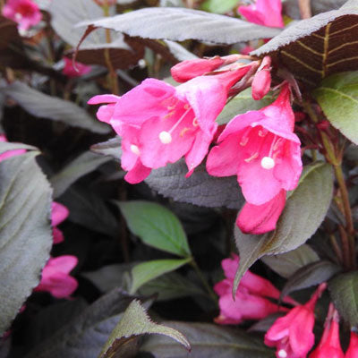 Weigela florida Minor Black