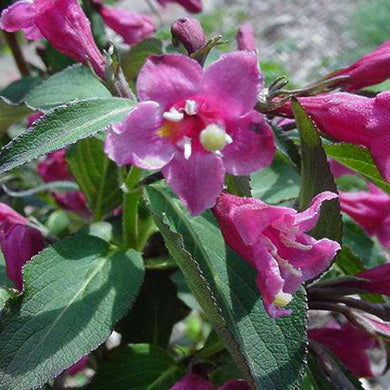 Weigela Victoria Pot Grown