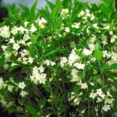 Weigela Snowflake Pot Grown