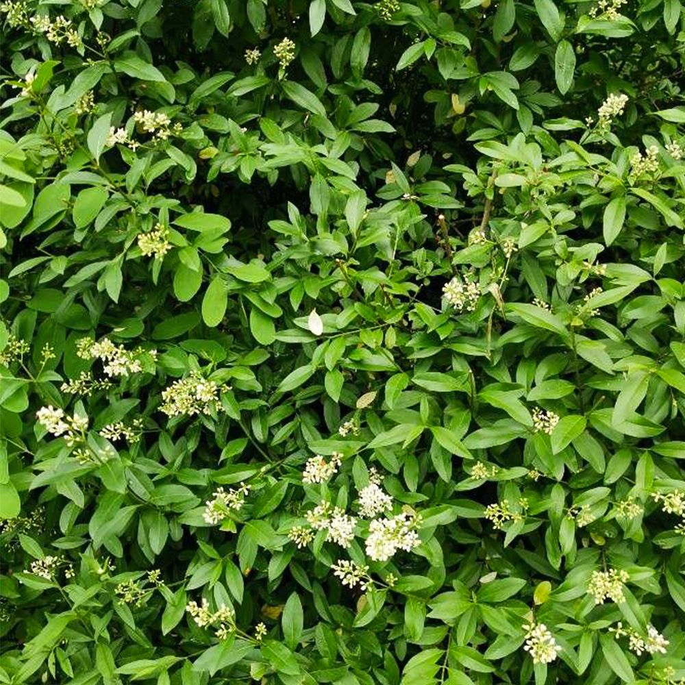 Wild Privet 40/60cm Bare Root (Ligustrum vulgare)