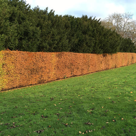 Green Beech 100/125cm Bare Root (Fagus sylvatica)