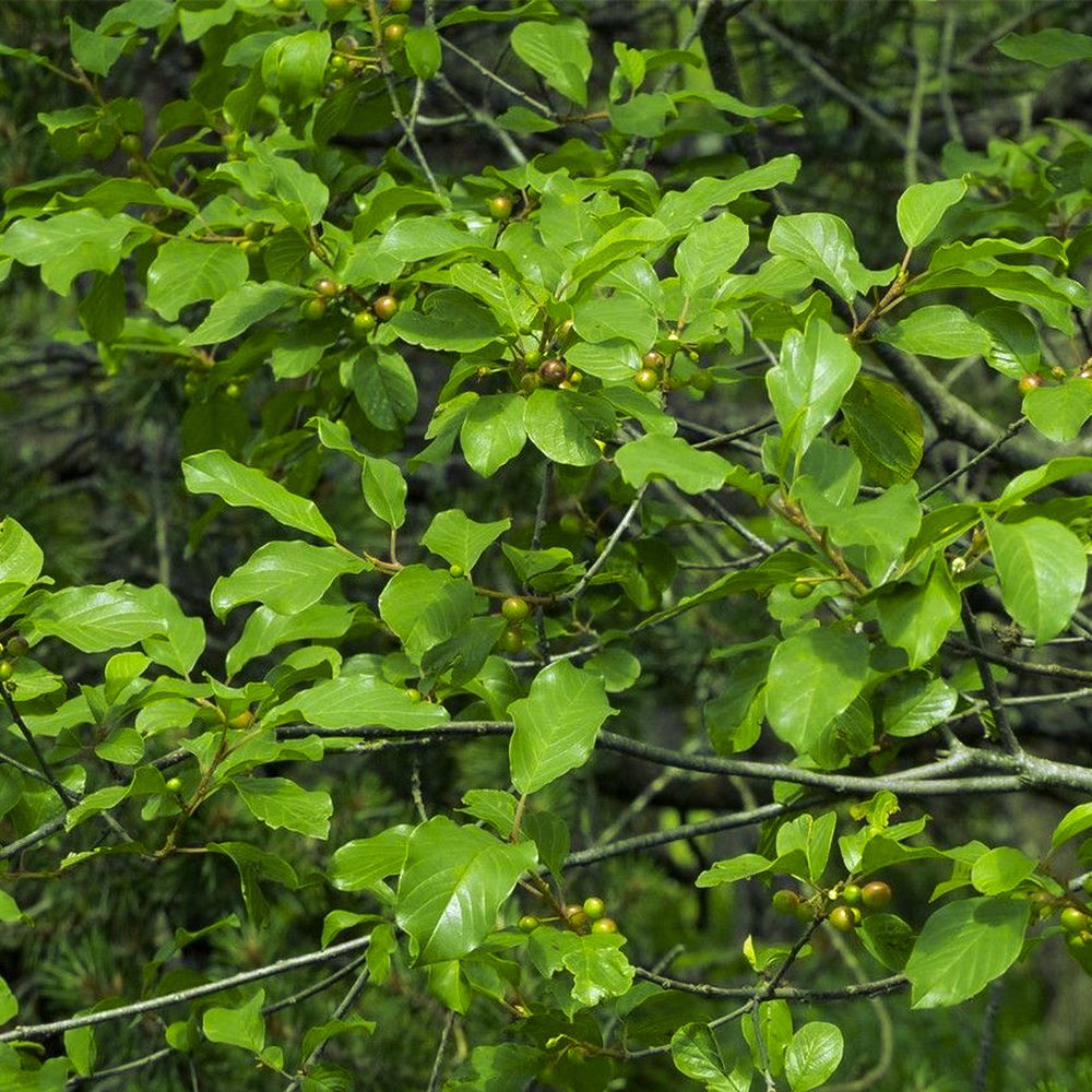 Alder Buckthorn Hedging 